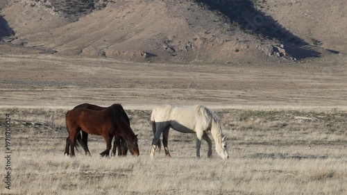 Herd of Wild Horses in Springtime in the Utah Dessert