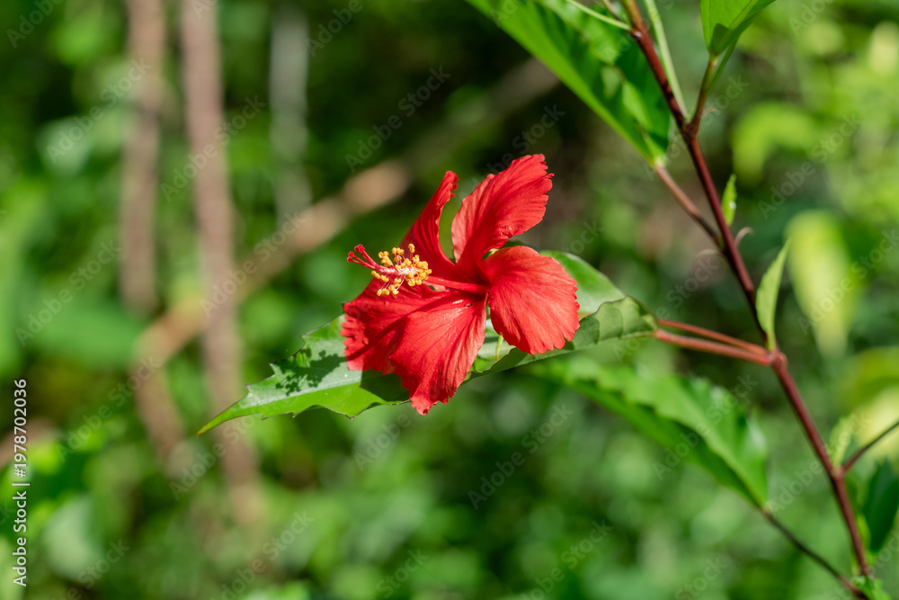 Obraz premium Close-up photo of a hibiscus flower (Genus Hibiscus), which is renowned for its aesthetic beauty.