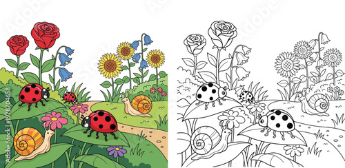 Ladybugs and snails in flower garden coloring page with roses and sunflowers colored and outline vector illustration for kids