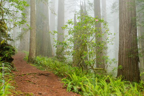 Trail In The Redwood Trees