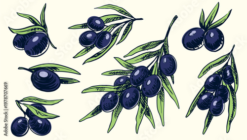 Group of green olives isolated on white background for oil or mediterranean food. Hand drawn illustration in sketch style.