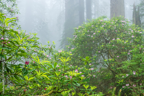 Rhododendron And Redwood Trees