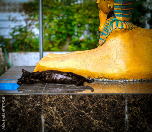 Black Cat Resting Beside Egyptian Sphinx Statue Outdoor