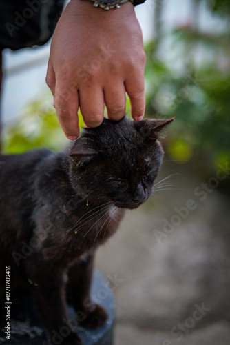 Person Petting Black Cat Outdoors in Natural Setting