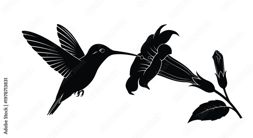 Fototapeta premium Black silhouette of a hummingbird feeding from a flower