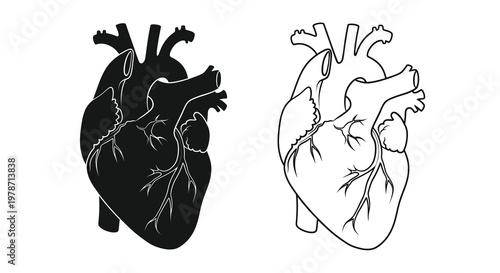 Anatomical heart illustration showcasing both a dark and light rendition