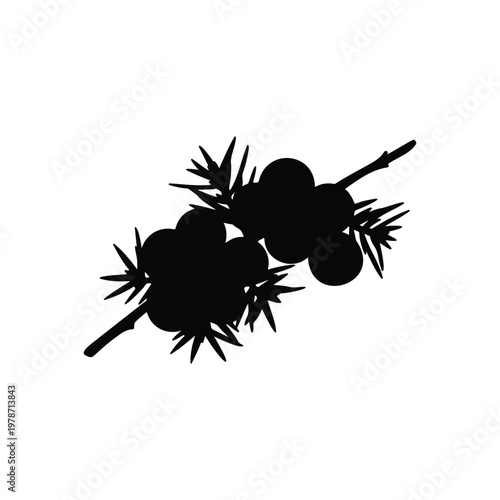 Juniper berries on branch silhouette vector flat design on white background.