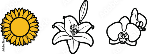 Sunflower lily orchid flowers on transparent background vector art