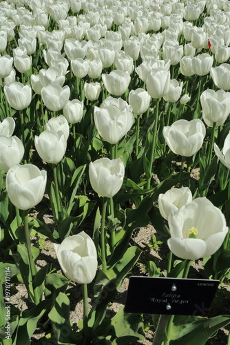 White Tulip Field with Botanical Label in Spring Garden