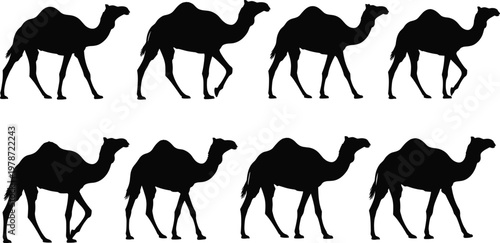 Set of black camel silhouettes in different walking poses isolated on white background, desert animal dromedary vector collection for safari travel and middle eastern themes.