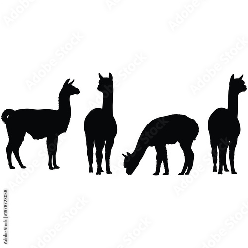 Vector illustration of South American pack animals for travel branding, livestock logos, and organic wool marketing.