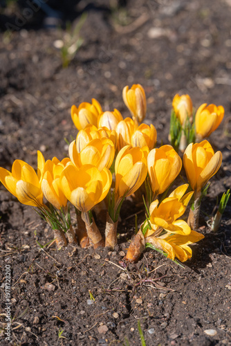 Canvas Print Yellow crocus flowers blooming in spring, fresh garden flowers close up, seasona