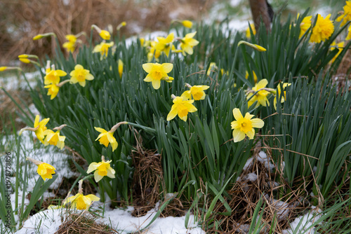 Daffodils bloomed in the spring. Snow fell around them. Selective focus.