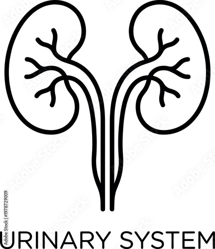 Urinary system icon, kidneys and ureters vector illustration