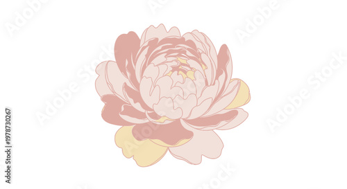 Beautiful Pink Rose Flower Closeup.