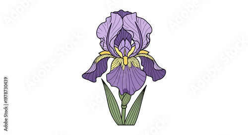 Purple Iris Flower Close Up View.