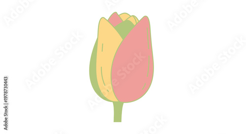 Colorful Tulip Flower in Bloom.