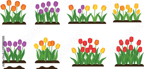 Colorful Spring Tulip Flower Bed Collection Featuring Red Orange Yellow and Purple Blossoms Growing in Soil Isolated On White Background