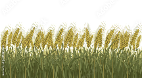 Extensive field of golden wheat ears ripening under a bright sky during the summer harvest season in the countryside.