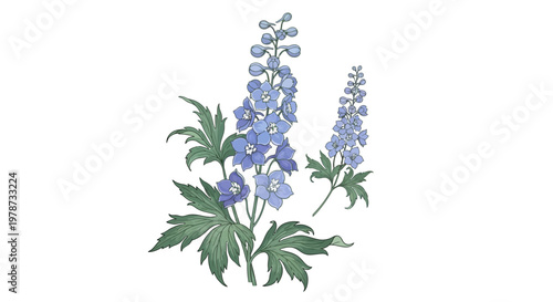 Delicate Blue Delphinium Flowers with Green Leaves Botanical Illustration