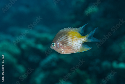  Close-up of a Staghorn Damselfish (Amblyglyphidodon curacao) swimming over a coral reef in the Red Sea, Staghorn Damselfish (Amblyglyphidodon curacao) underwater in the Red Sea.
