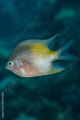  Close-up of a Staghorn Damselfish (Amblyglyphidodon curacao) swimming over a coral reef in the Red Sea, Staghorn Damselfish (Amblyglyphidodon curacao) underwater in the Red Sea.
