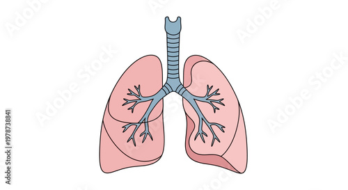 Human lungs anatomy organ illustration.
