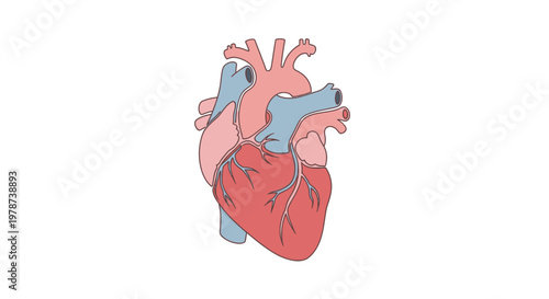 Anatomy of a Human Heart.