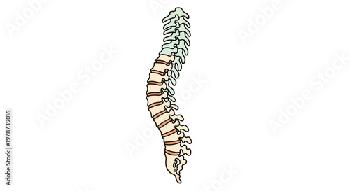 Human spine anatomy medical illustration.