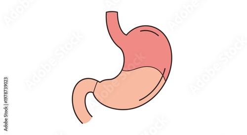 Human stomach anatomy organ illustration.