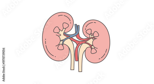 Human Kidney Organ Anatomy Illustration.