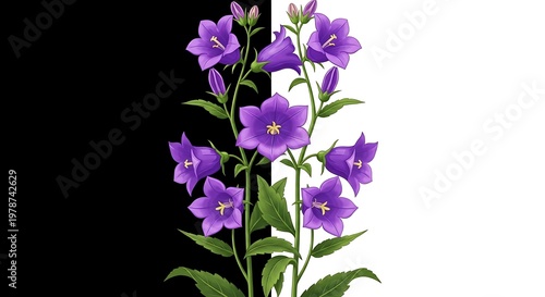 Purple bellflowers bloom against stark black and white background