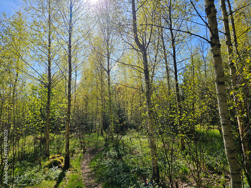 Path Through Birch Forest