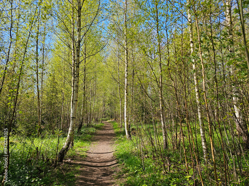 Beautiful Spring Day Among Birch Trees