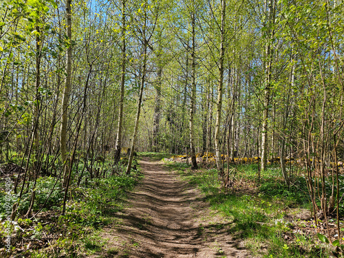 Birch Forest on a Sunny Day