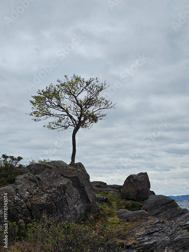 Vertical photo of single, small tree on tiny rocky island in Horten, Norway.