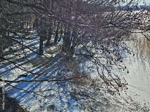 Snow Covered Forest Ground