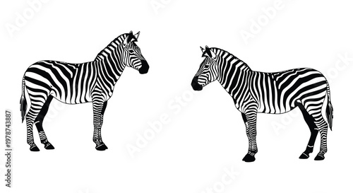 Two zebras in different poses a striking black and white illustration