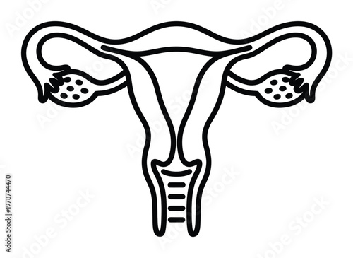 Female Reproductive System Vector Illustration