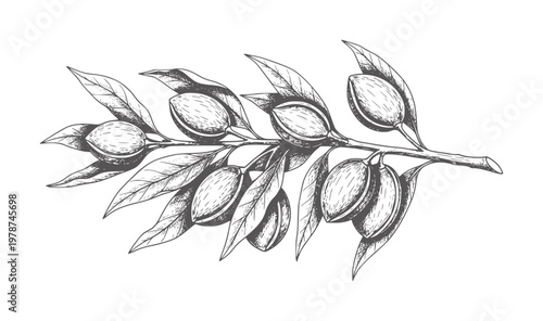 Hand drawn almond branch with leaves and nuts vintage