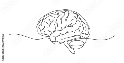 Single line of human brain with cerebellum and brainstem