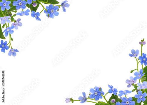 Beautiful blue forget-me-no...