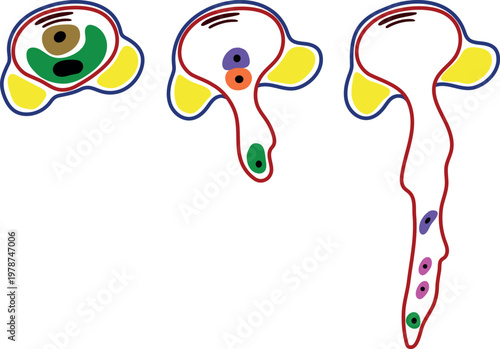 Pollen germination and pollen tube growth in gymnosperms