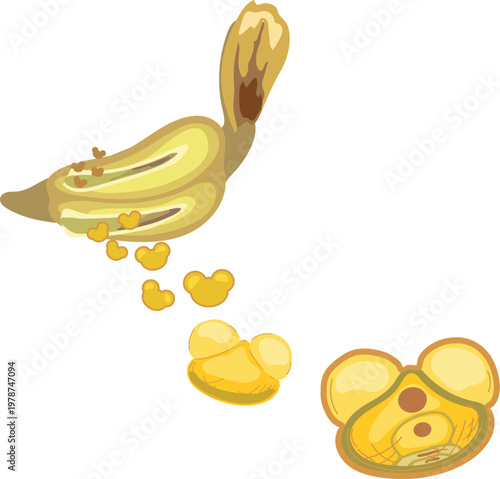 Scale of male spruce cone with flying pollen grains isolated on white background