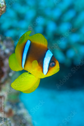 Red Sea Clownfish (Amphiprion bicinctus) underwater on a coral reef.