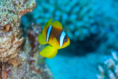 Red Sea Clownfish (Amphiprion bicinctus) underwater on a coral reef.