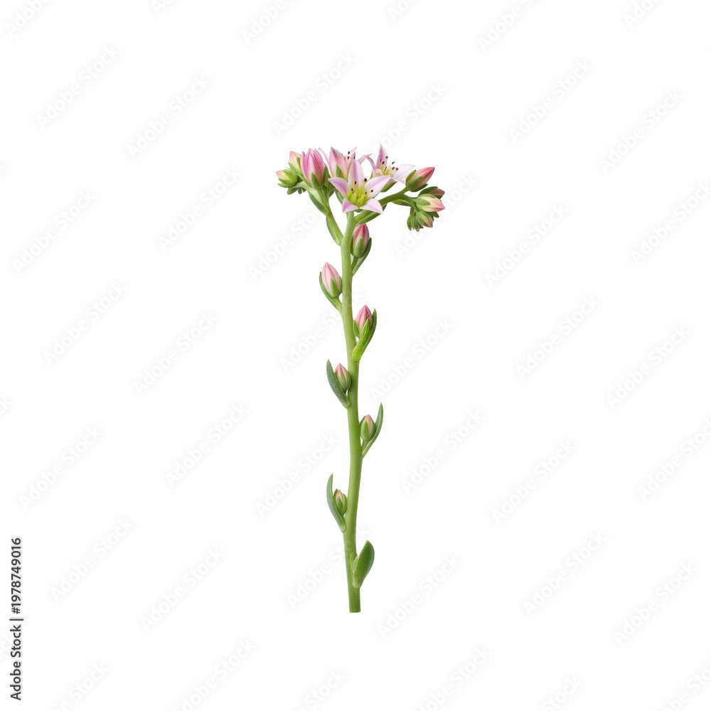 Fototapeta premium Succulent flower stalk with buds and blooms