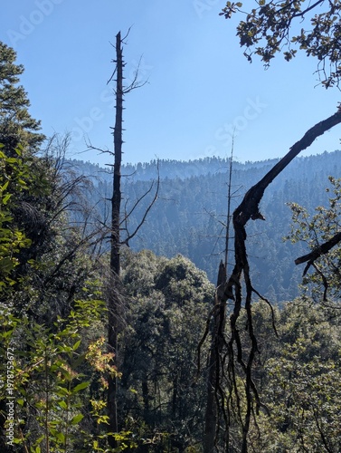 Bosque del Valle de México