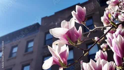 close up magnolia tree blossoms in front of Brooklyn brownstone houses