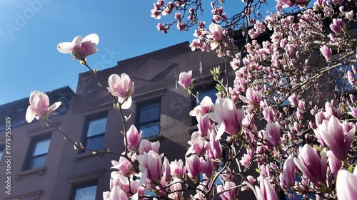 Blossoming magnolia tree in front of Brooklyn brownstone houses